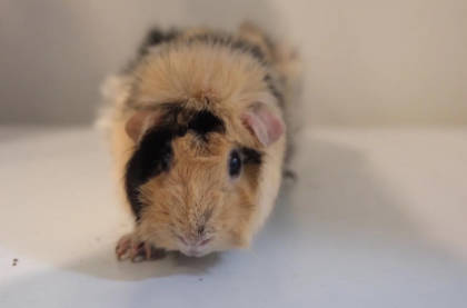 Guinea pig sensitization reaction maximum dose method