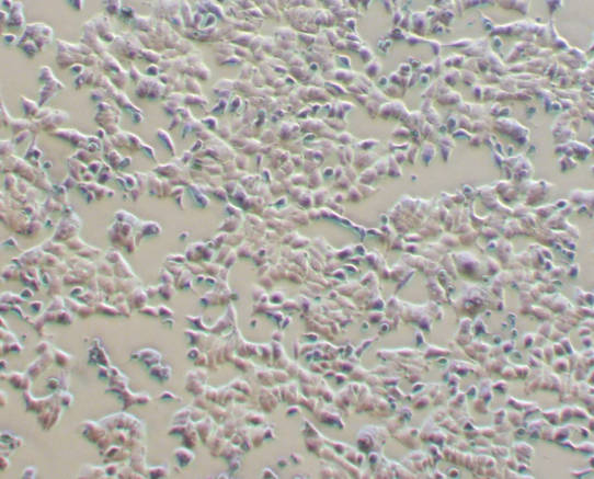 Cell Mechanics Experiment