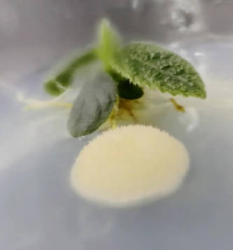 Bonsai experiment on promoting growth with bacteria
